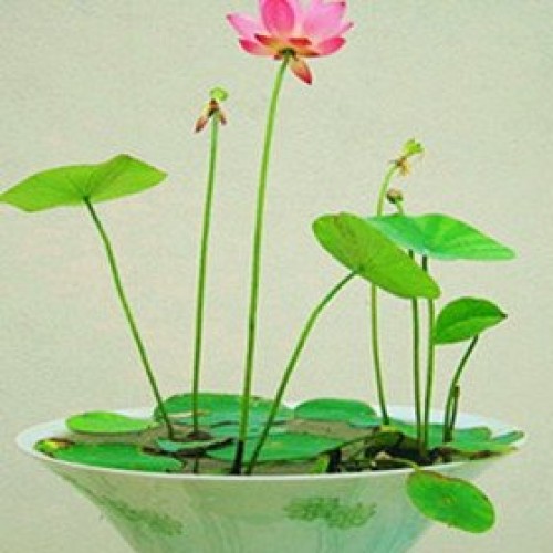 Tuyển Tập Nhạc Phật Đản Hay Nhất Nhiều Ca Sỹ