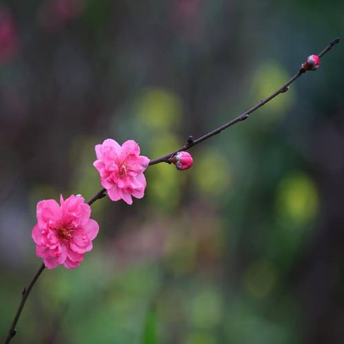 Nhạc Xuân Bolero Nhạc Tết Chào Xuân Canh Tý Xuân Bolero