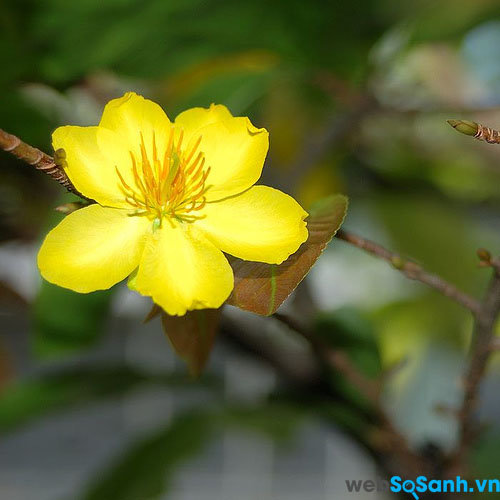 Nhạc Xuân Mashup Nhạc Tết 2020 - Liên Khúc Nhạc Tết Mới Nhất Hay Nhất