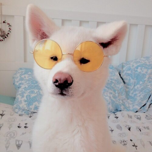 Cún Con Dễ Thương Bố Là Tất Cả - Nhạc Thiếu Nhi Vui Nhộn Hay Nhất