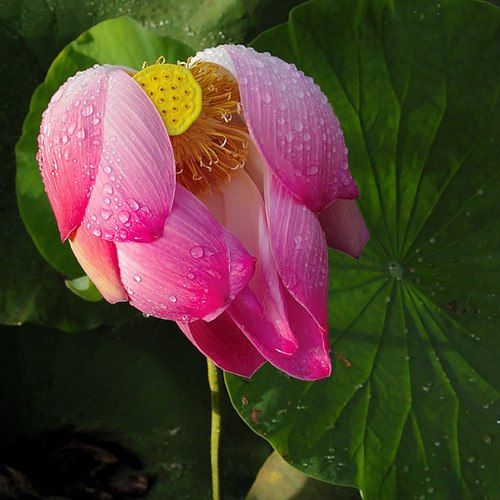 Nhạc Dân Gian Rumba Nhạc Lính Mới Đét Êm Đềm Nhẹ Nhàng Cực Đỉnh