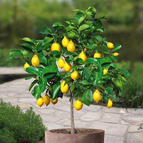 Liên Khúc Ca Cổ Cải Lương Miền Nam Xưa Hay Nhất Phần 1